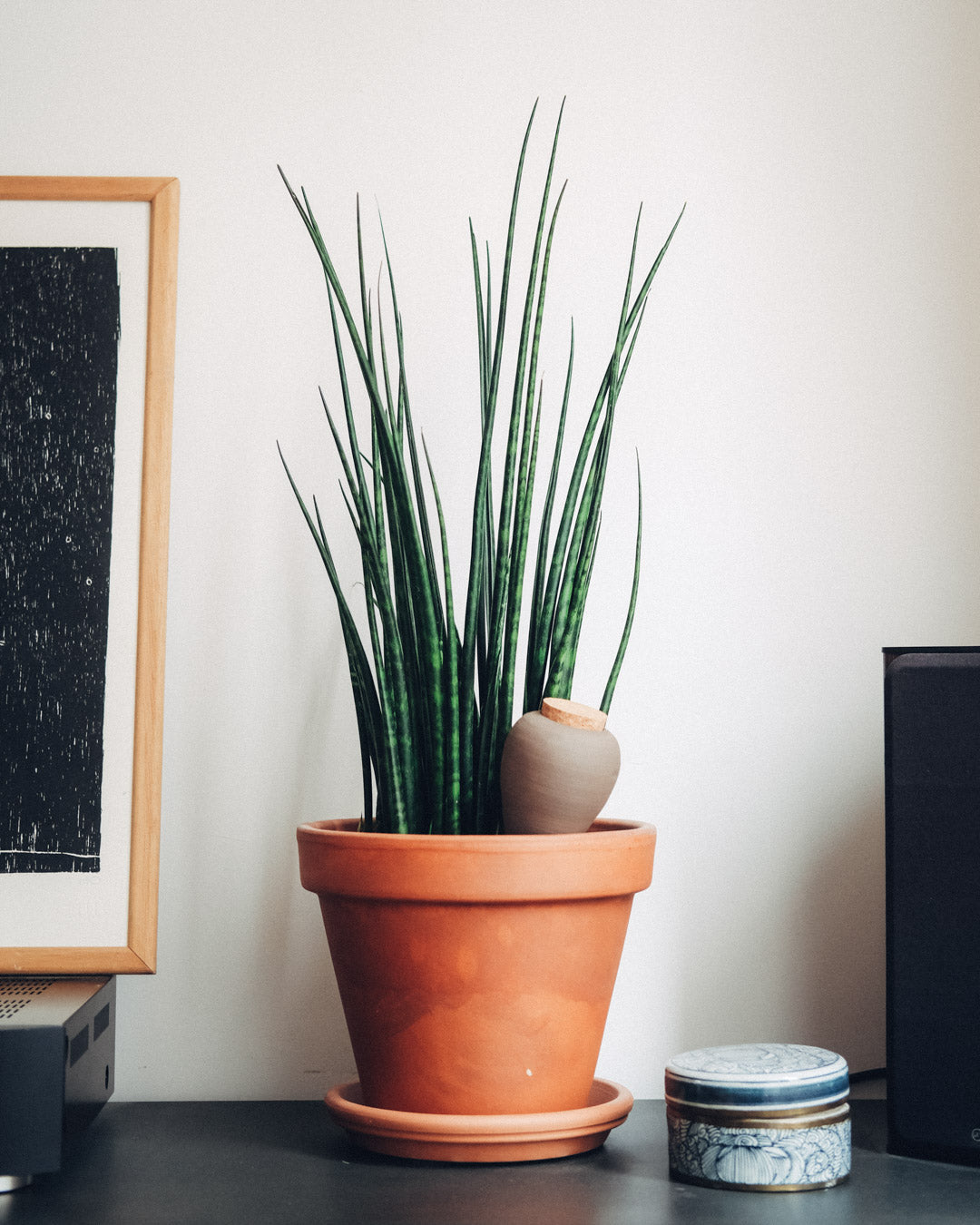 Ceramic Plant Waterer - Rosa Coral